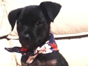Cachorro raça SRD-ViraLata idade 2 a 6 meses nome Ash