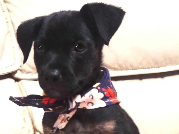 Cachorro ra a SRD-ViraLata idade 2 a 6 meses nome Ash