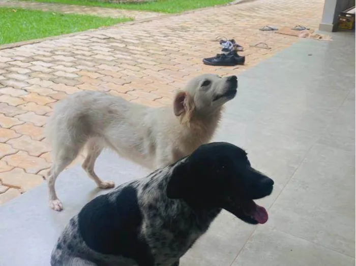 Cachorro ra a SRD-ViraLata idade 2 anos nome Florinda e Luna