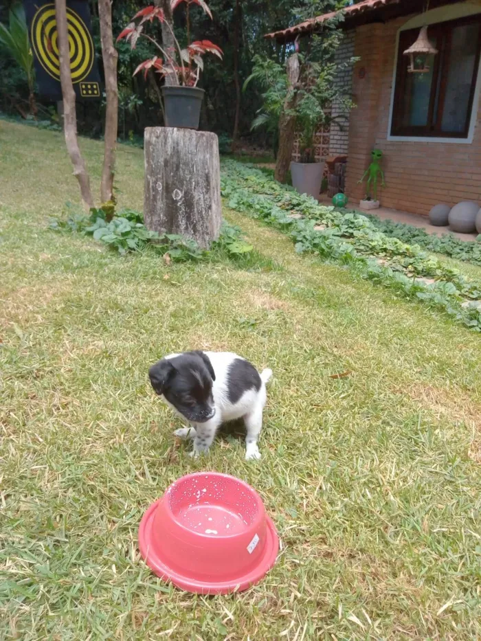 Cachorro ra a SRD-ViraLata idade 2 anos nome Florinda e Luna