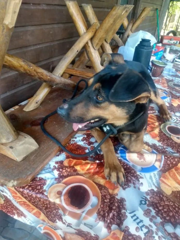 Cachorro ra a SRD-ViraLata idade 1 ano nome Pinhão 