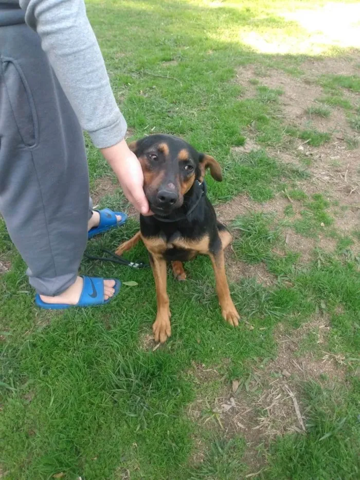 Cachorro ra a SRD-ViraLata idade 1 ano nome Pinhão 