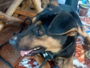 Cachorro raça SRD-ViraLata idade 1 ano nome Pinhão 