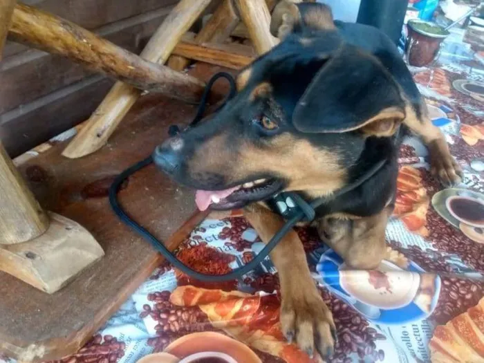 Cachorro ra a SRD-ViraLata idade 1 ano nome Pinhão 