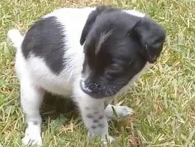 Cachorro ra a SRD-ViraLata idade 2 anos nome Florinda e Luna