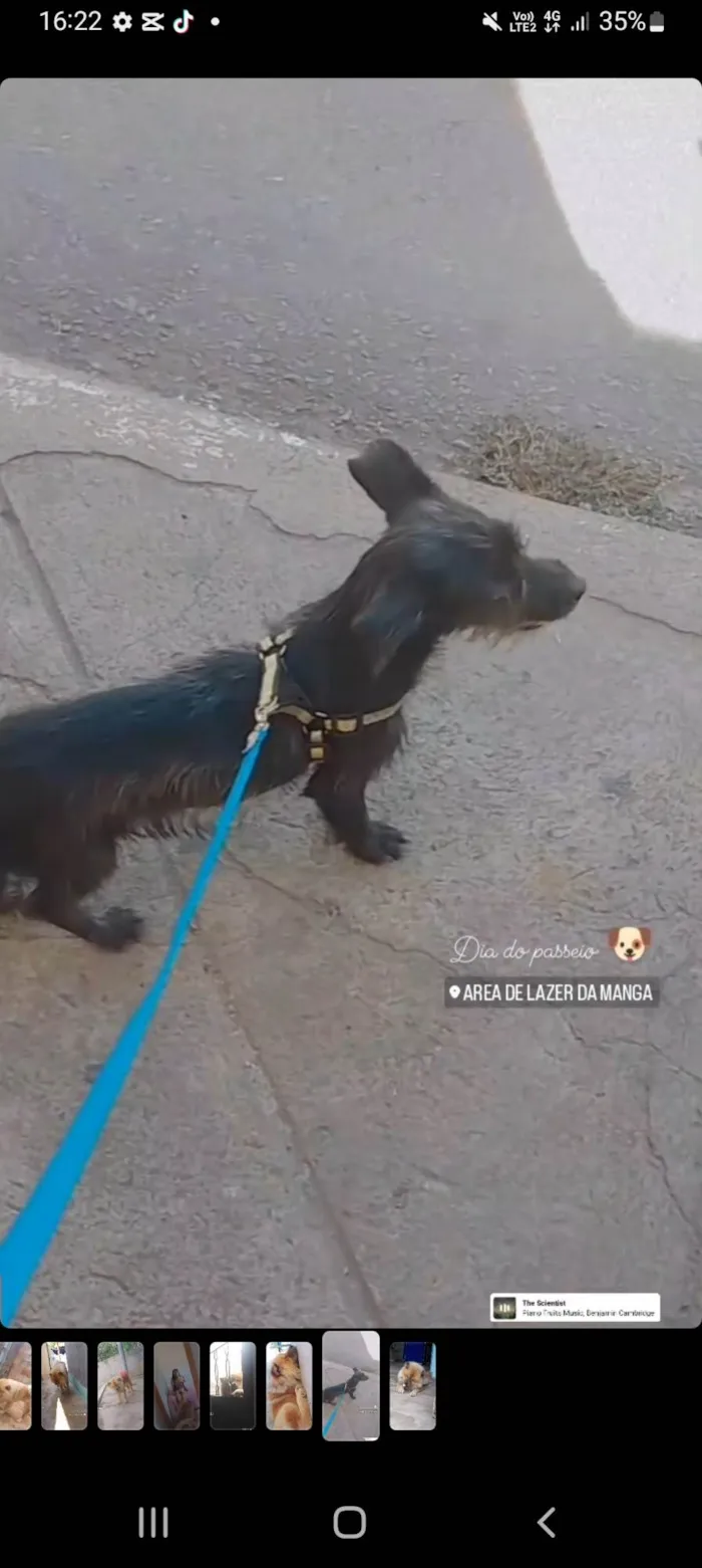 Cachorro ra a Shitzu com Pinscher  idade 2 a 6 meses nome Nina