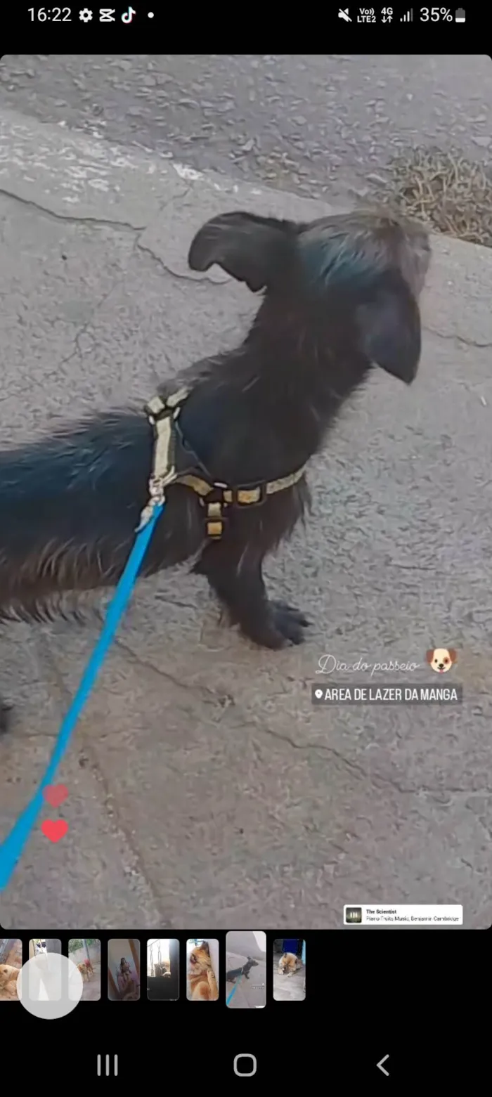 Cachorro ra a Shitzu com Pinscher  idade 2 a 6 meses nome Nina