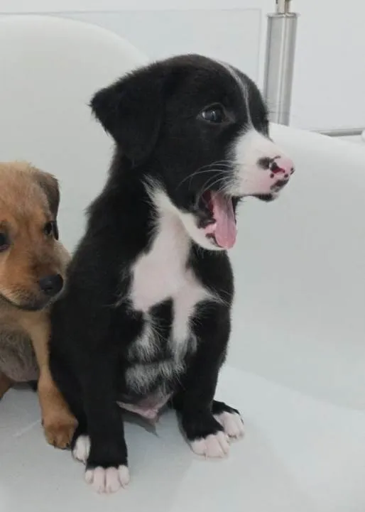 Cachorro ra a SRD-ViraLata idade Abaixo de 2 meses nome Will