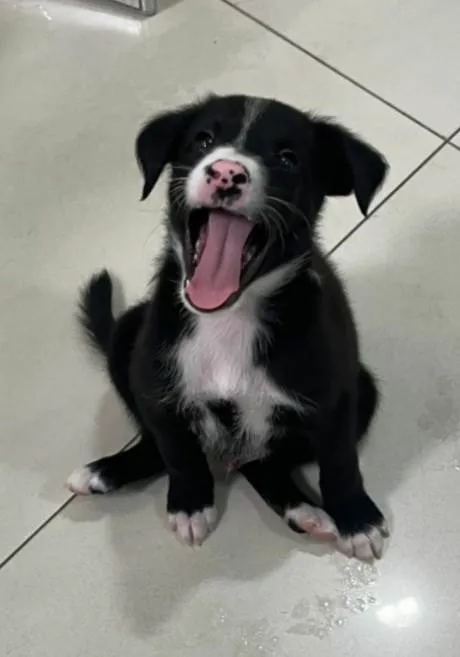 Cachorro ra a SRD-ViraLata idade Abaixo de 2 meses nome Will
