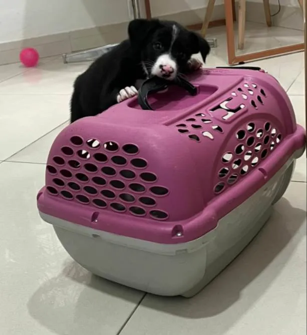Cachorro ra a SRD-ViraLata idade Abaixo de 2 meses nome Will