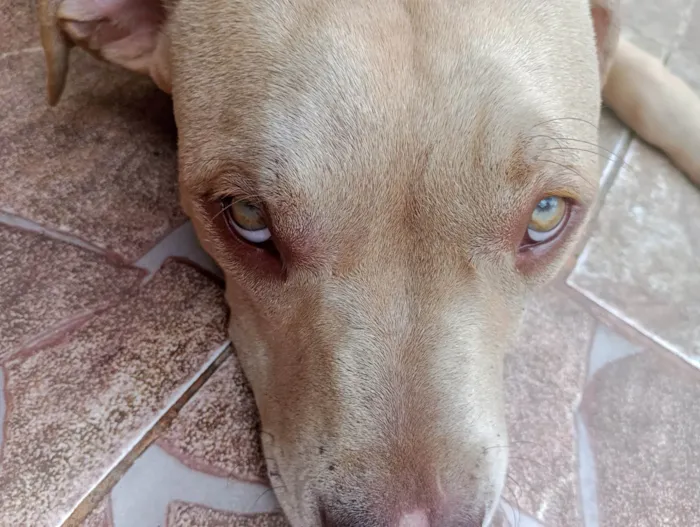 Cachorro ra a PitBull idade 2 a 6 meses nome Bjorn