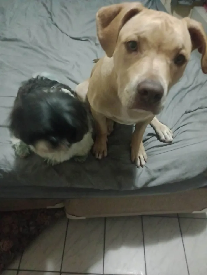 Cachorro ra a PitBull idade 2 a 6 meses nome Bjorn