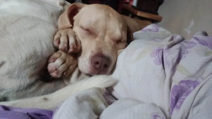 Cachorro ra a PitBull idade 2 a 6 meses nome Bjorn