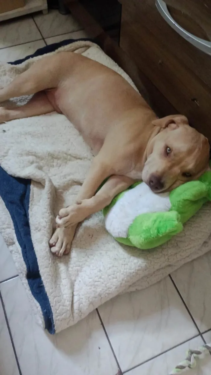 Cachorro ra a PitBull idade 2 a 6 meses nome Bjorn