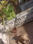 Bjorn