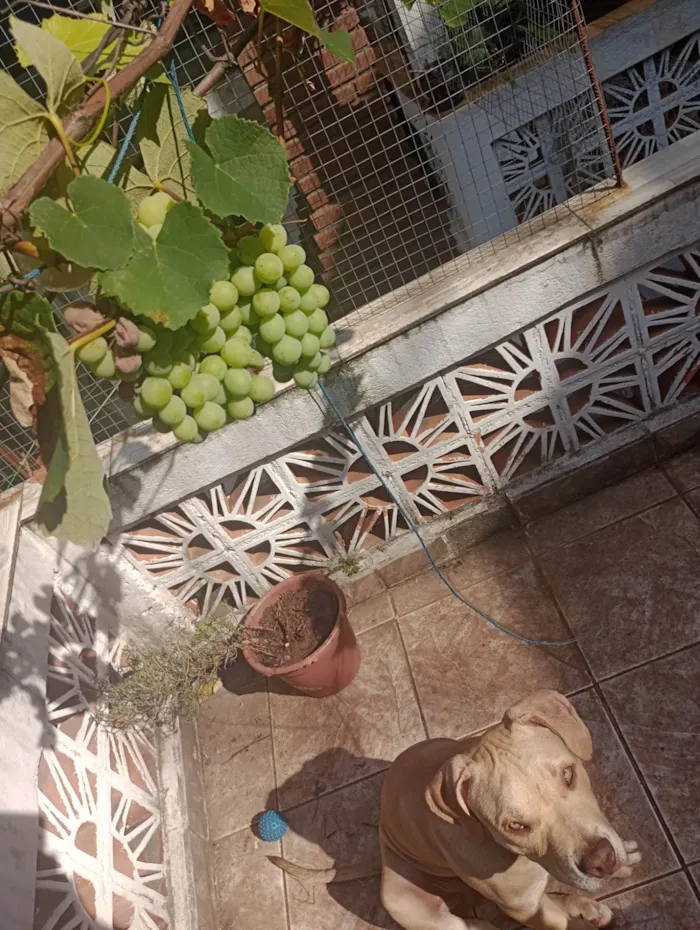 Cachorro ra a PitBull idade 2 a 6 meses nome Bjorn