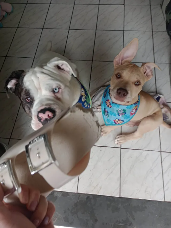 Cachorro ra a PitBull idade 2 a 6 meses nome Bjorn