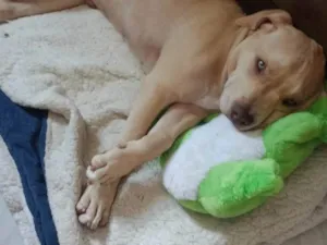 Cachorro raça PitBull idade 2 a 6 meses nome Bjorn