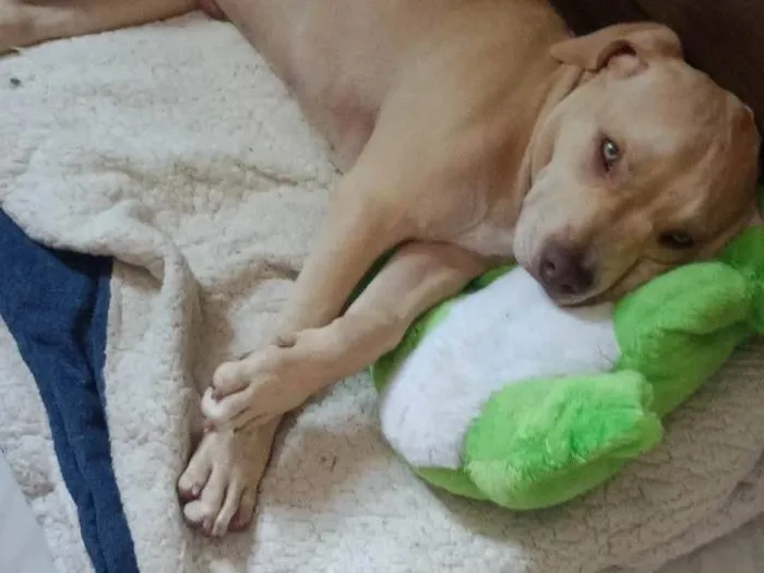 Cachorro ra a PitBull idade 2 a 6 meses nome Bjorn