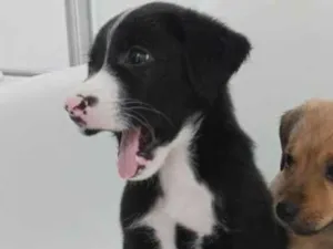 Cachorro raça SRD-ViraLata idade Abaixo de 2 meses nome Will