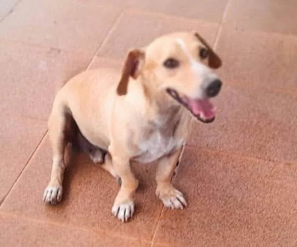 Cachorro ra a SRD-ViraLata idade 1 ano nome Baixinho