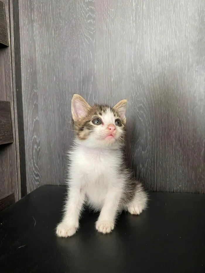 Gato ra a SRD-ViraLata idade 2 a 6 meses nome Belinha