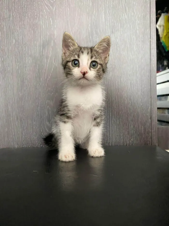 Gato ra a SRD-ViraLata idade 2 a 6 meses nome Betinho