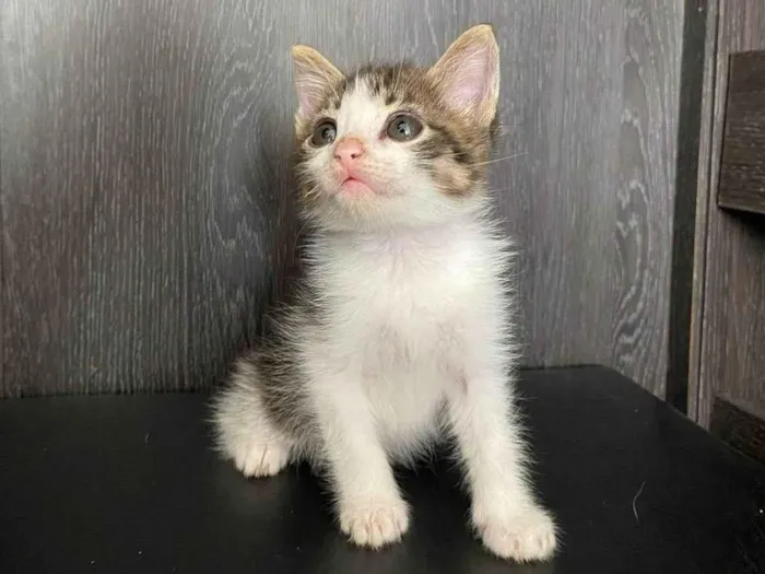 Gato ra a SRD-ViraLata idade 2 a 6 meses nome Belinha
