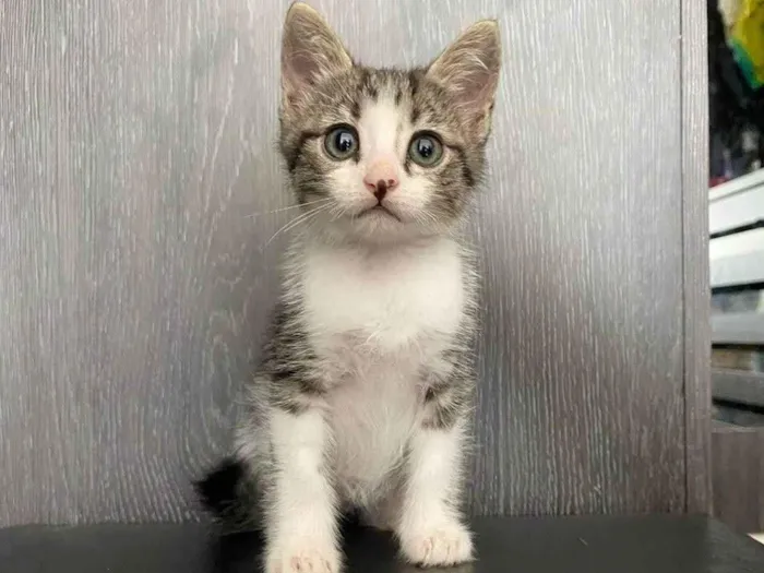 Gato ra a SRD-ViraLata idade 2 a 6 meses nome Betinho