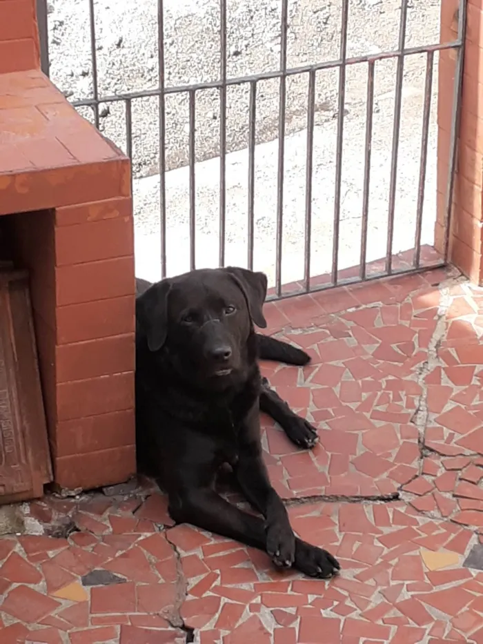 Cachorro ra a Labrador idade 6 ou mais anos nome Toddy