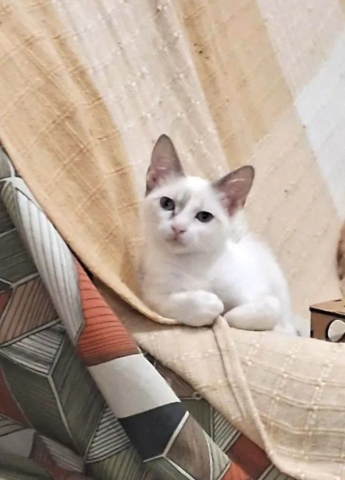 Gato ra a SRD-ViraLata idade 2 a 6 meses nome AMORA
