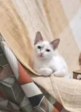 AMORA