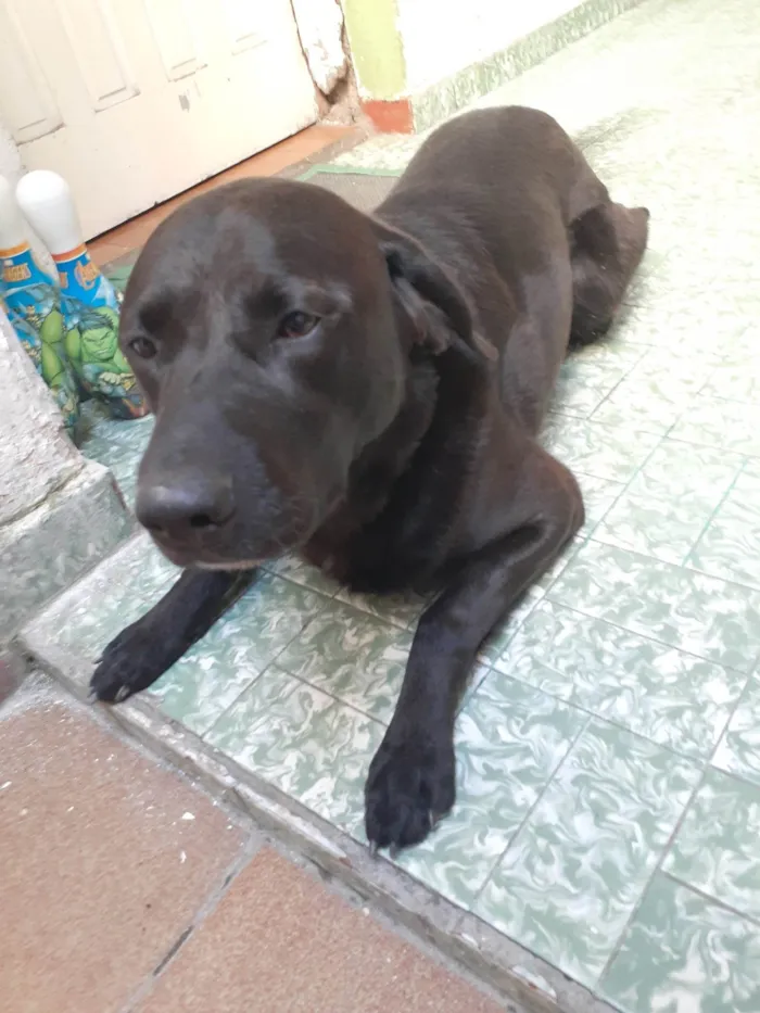 Cachorro ra a Labrador idade 6 ou mais anos nome Toddy