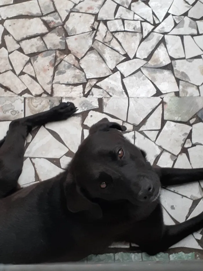 Cachorro ra a Labrador idade 6 ou mais anos nome Toddy