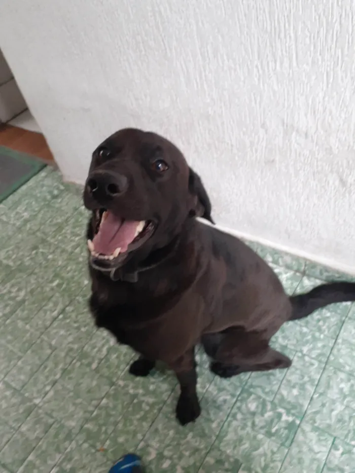 Cachorro ra a Labrador idade 6 ou mais anos nome Toddy