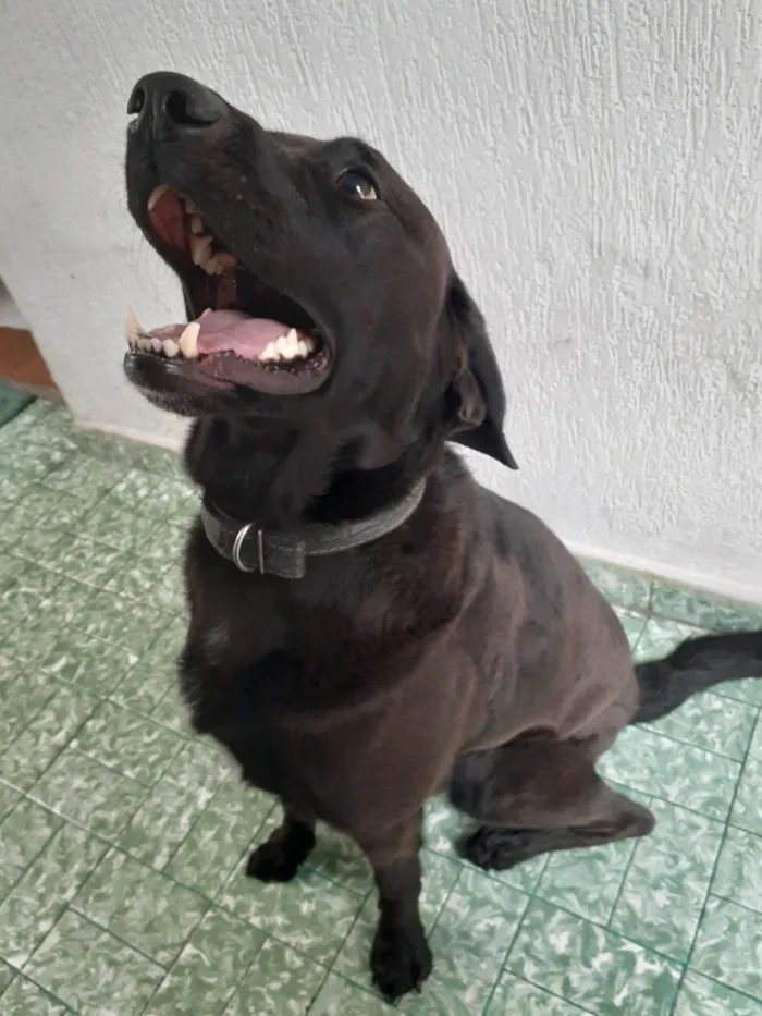 Cachorro ra a Labrador idade 6 ou mais anos nome Toddy