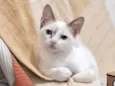 AMORA