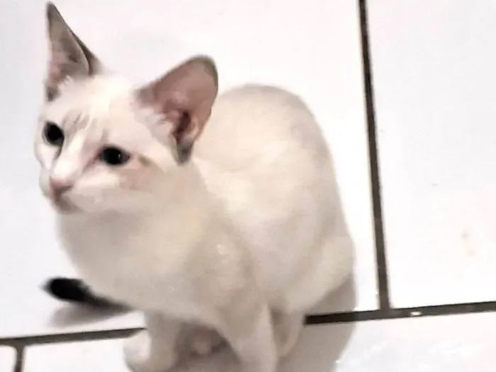 Gato ra a SRD-ViraLata idade 2 a 6 meses nome ANANDA