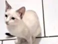 ANANDA