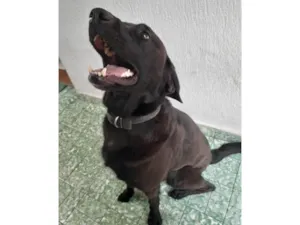 Cachorro raça Labrador idade 6 ou mais anos nome Toddy