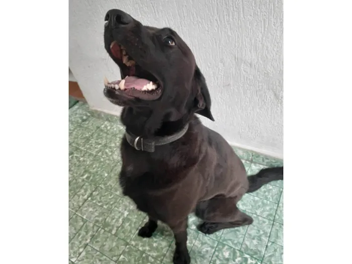 Cachorro ra a Labrador idade 6 ou mais anos nome Toddy