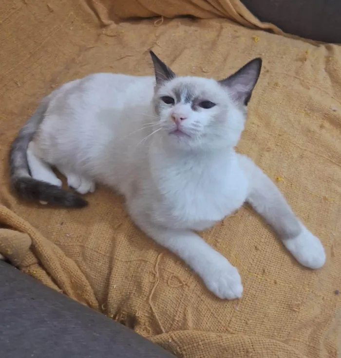 Gato ra a SRD-ViraLata idade 2 a 6 meses nome LUNA