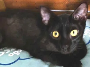 Gato raça SRD-ViraLata idade 2 a 6 meses nome PETRÔNIO BLACK