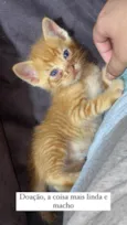 Gato rajado