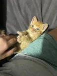 Gato rajado