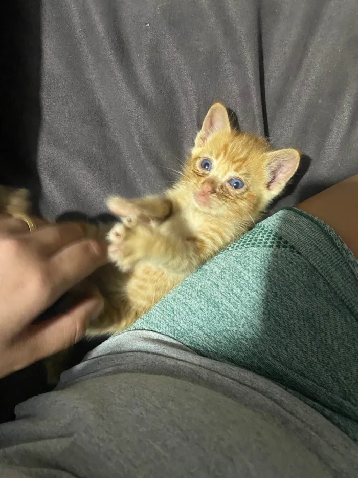 Gato ra a Desconhecida  idade Abaixo de 2 meses nome Gato rajado