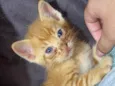 Gato rajado