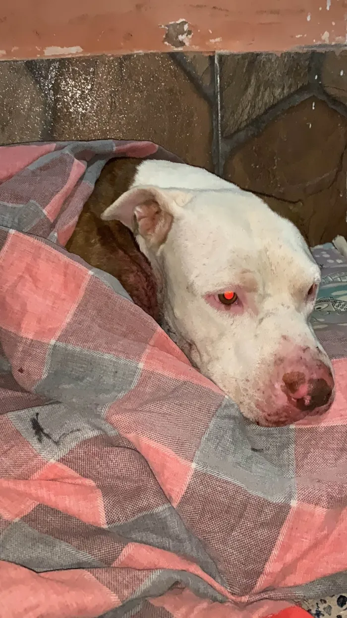 Cachorro ra a Pit-Bull idade  nome Não sabemos 