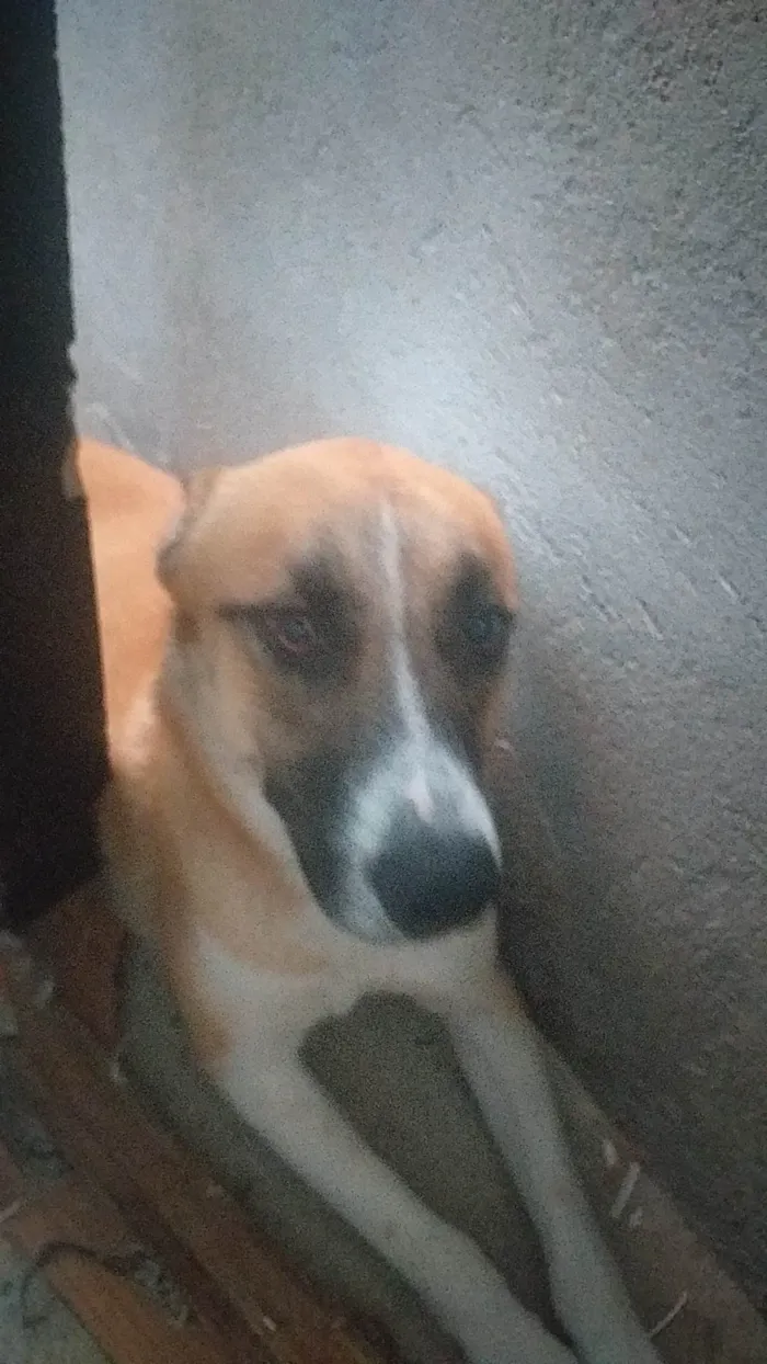 Cachorro ra a Pastor belga/ huski idade 7 a 11 meses nome Spaike