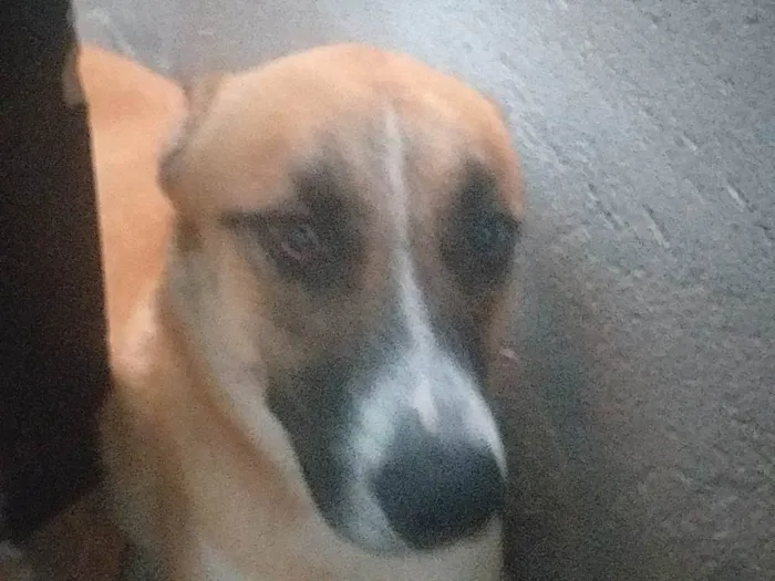 Cachorro ra a Pastor belga/ huski idade 7 a 11 meses nome Spaike